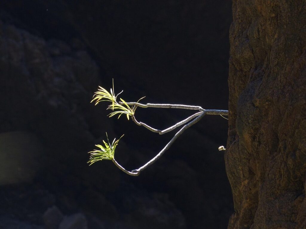 shrubs with dark purple leaves