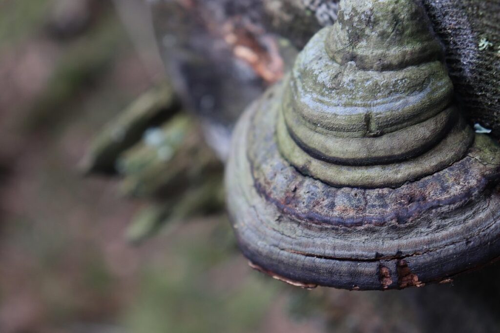 sulfur fungus on dead trees