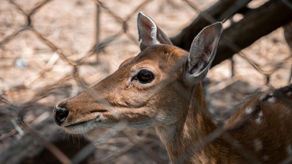 deer fencing for gardens