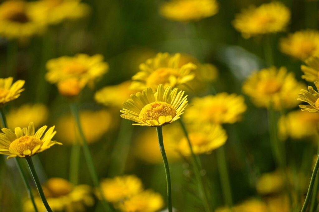 dog friendly garden plants
