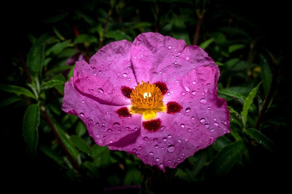 drought tolerant shrubs