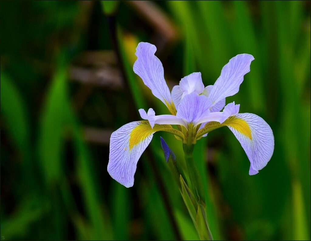 dutch iris planting instructions