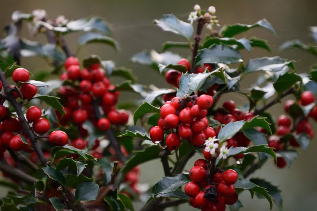 fall christmas plant