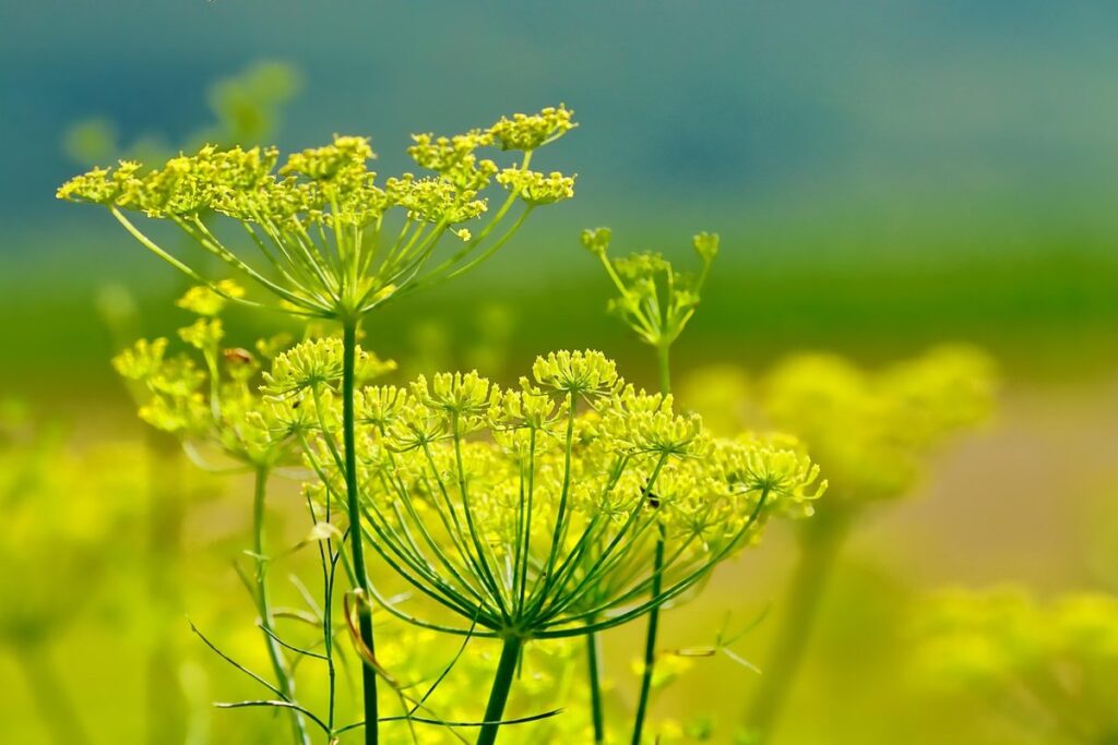 how to grow fennel