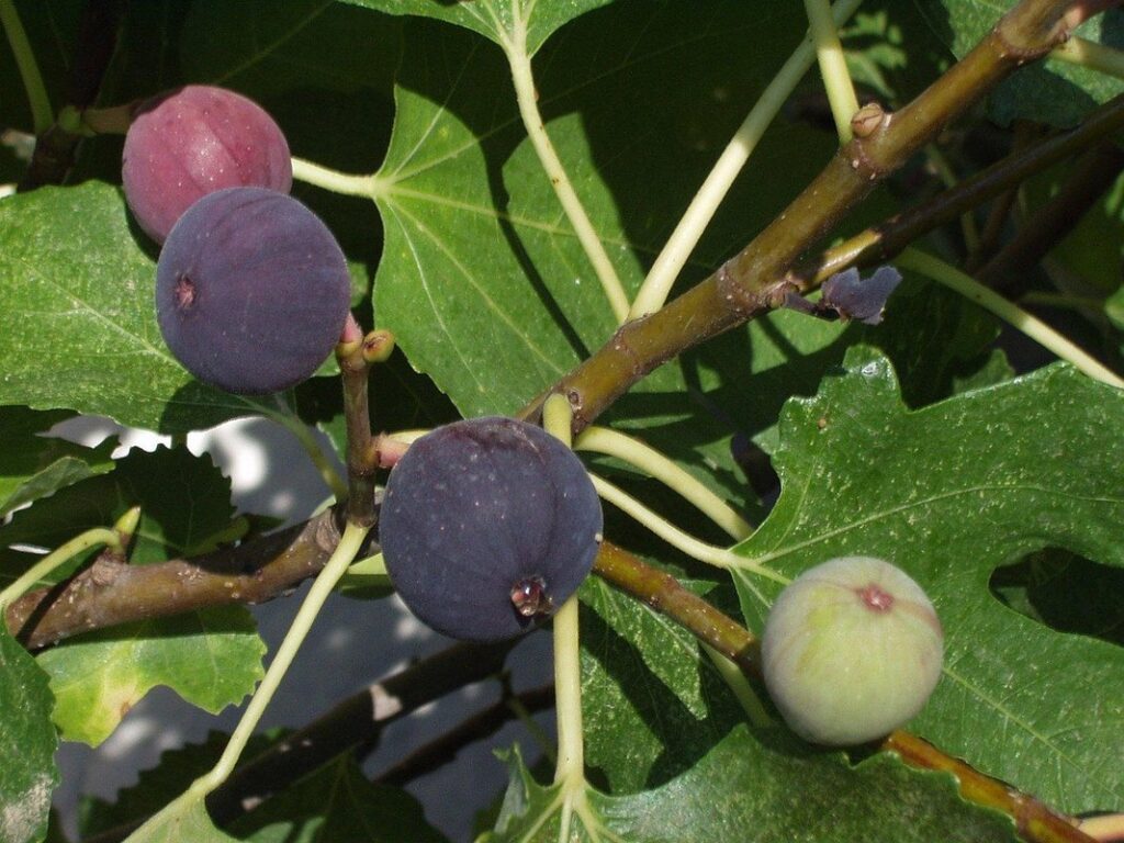 chicago hardy fig fruiting