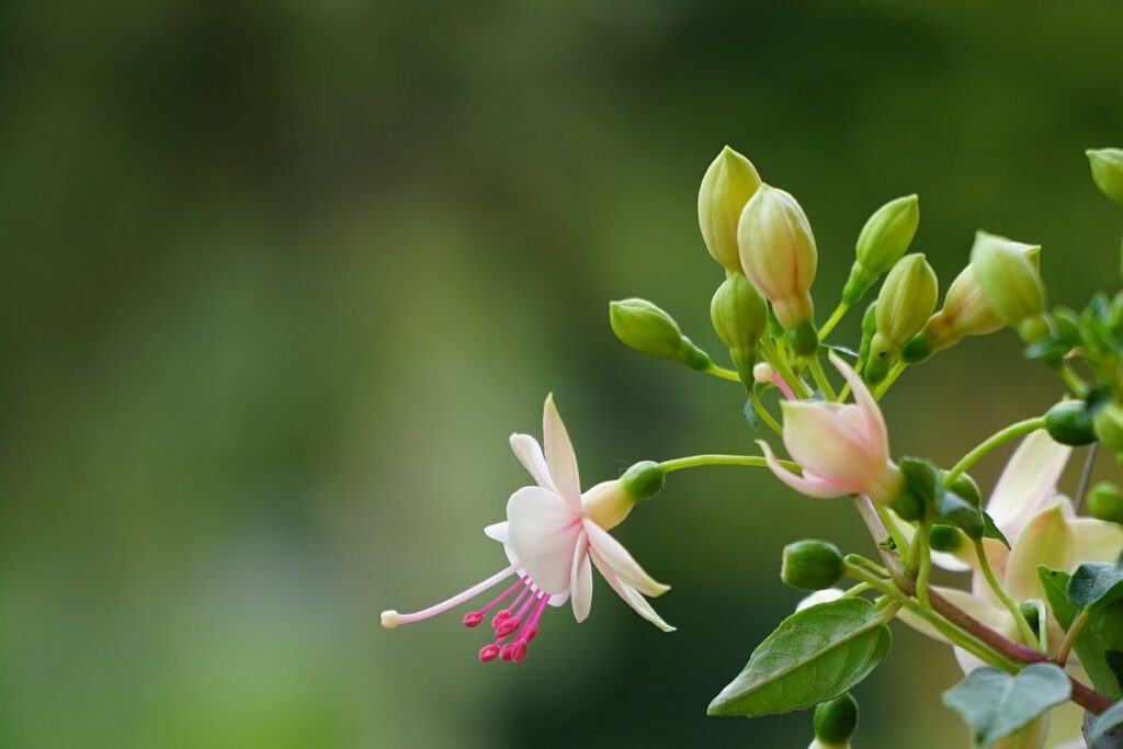 flowers on balcony