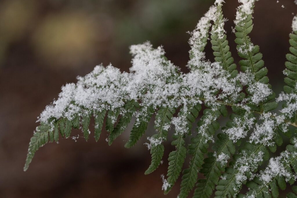 frosty fern plant
