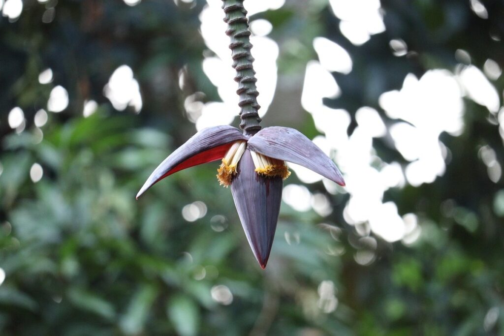 reason for fruit bearing