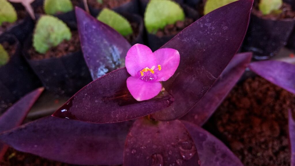 fruit tree with roots