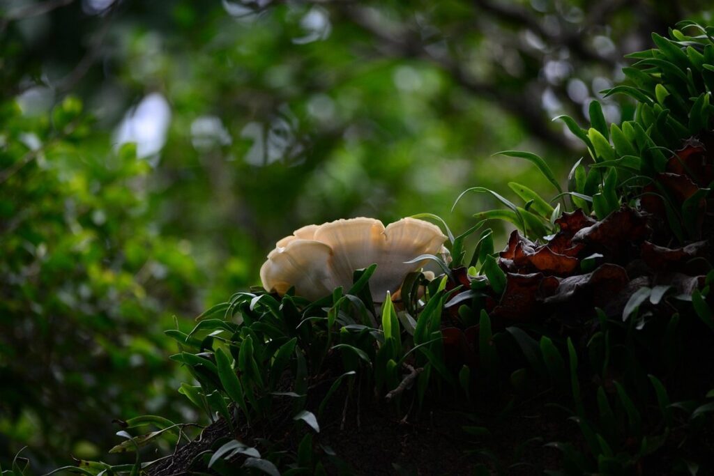 fungus on tree black