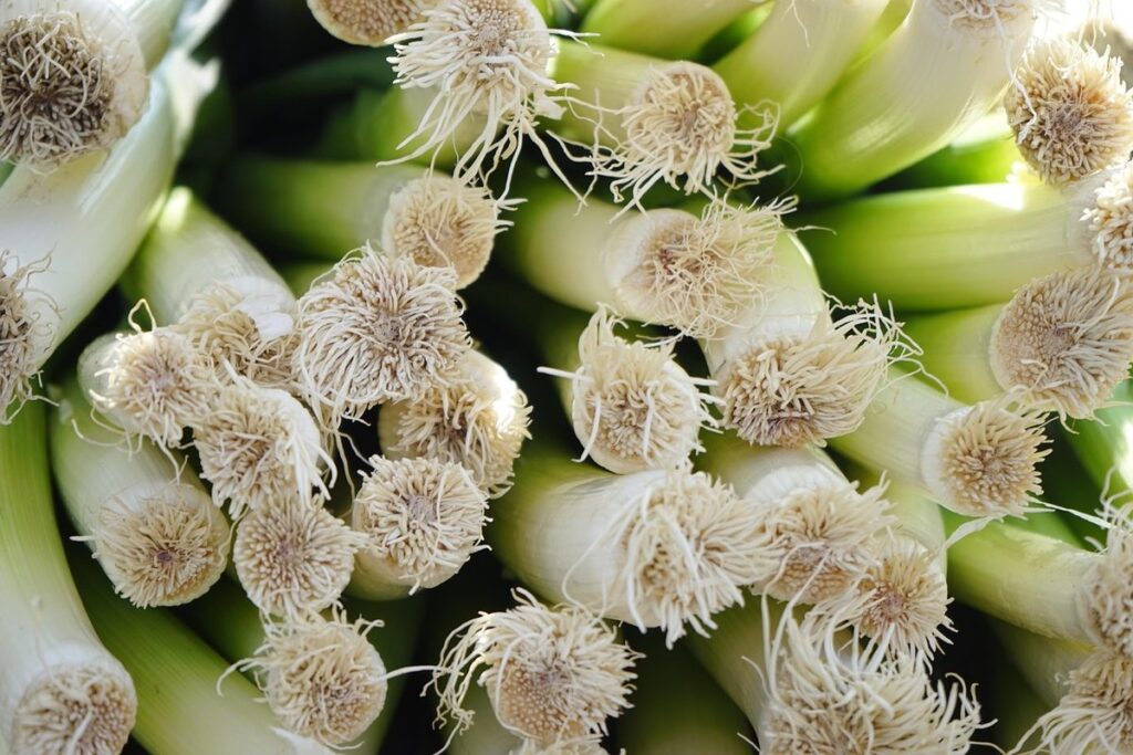 garlic sets for fall planting