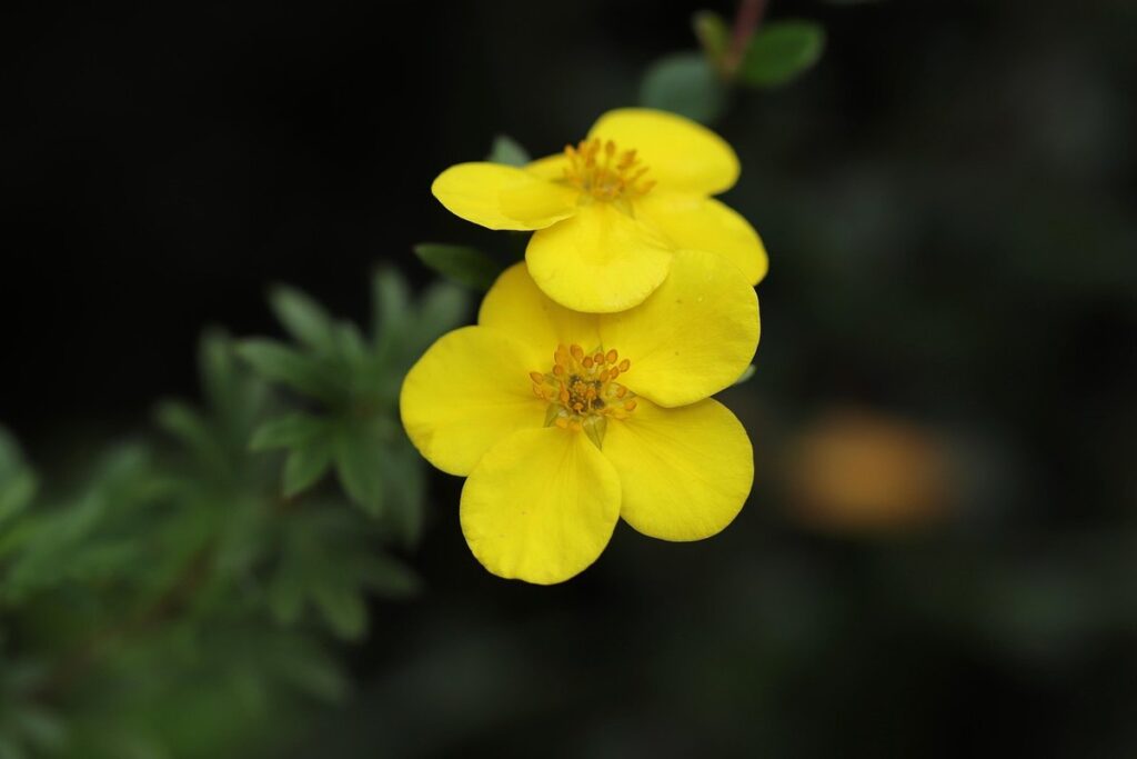small shrubs with golden foliage