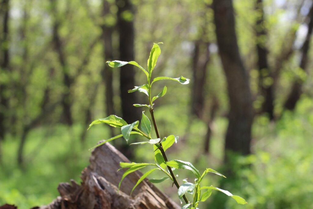 growing christmas plants