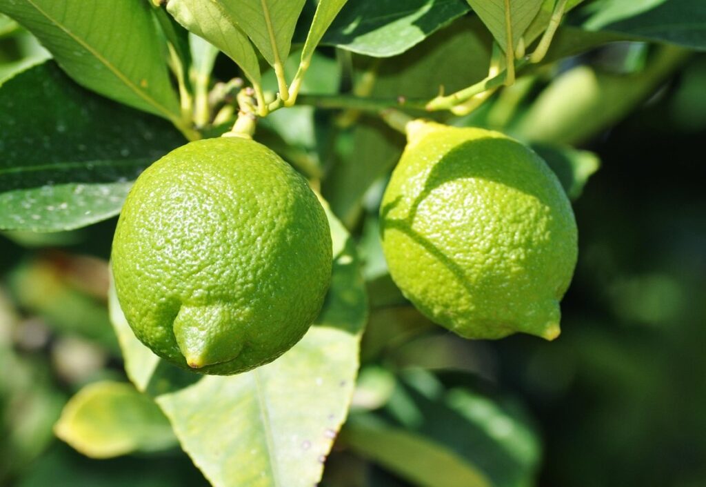 growing lemon trees