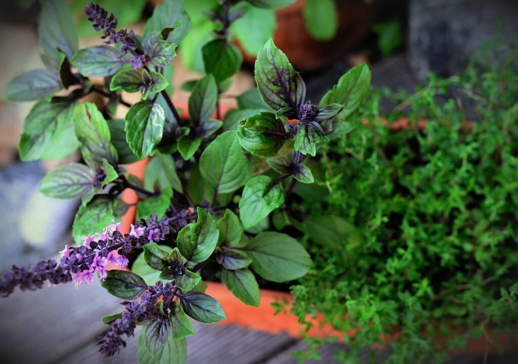 herb garden balcony ideas