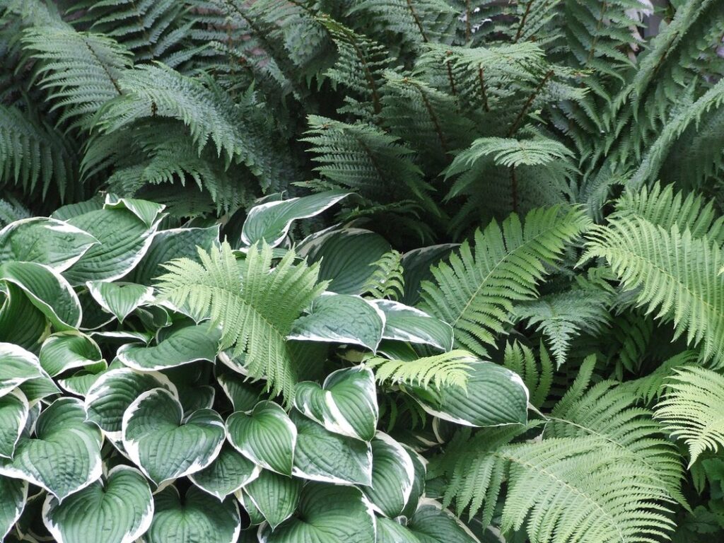 hosta and fern garden plan