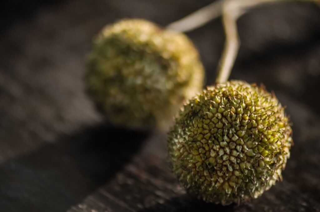 choosing which hybrid seed to plant