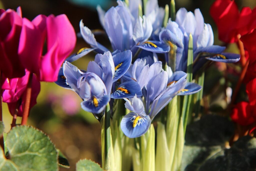 instructions for planting iris bulbs