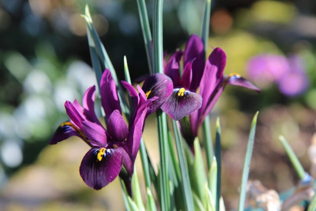 iris bulbs when to plant