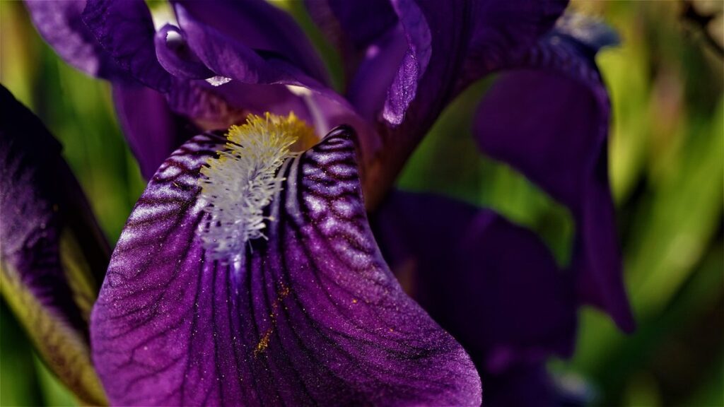 iris flowers care