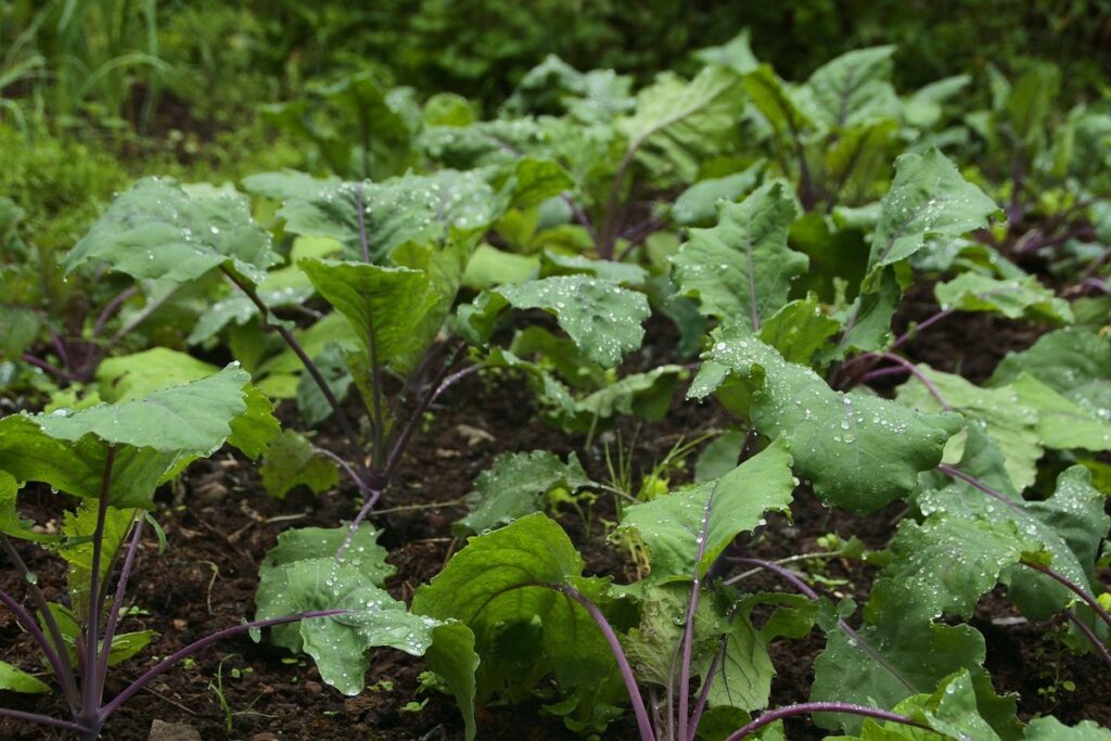 when to plant kale
