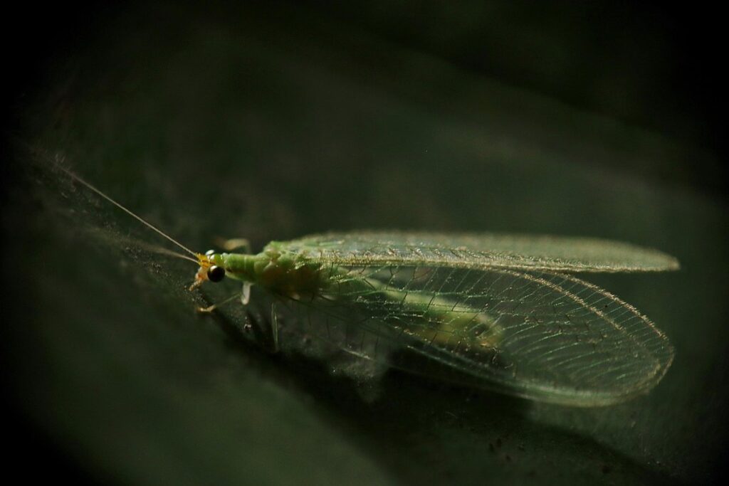 Lacewings