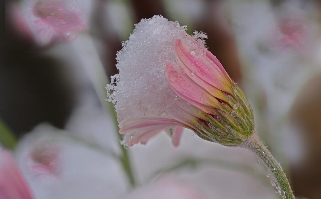 late spring flowerers