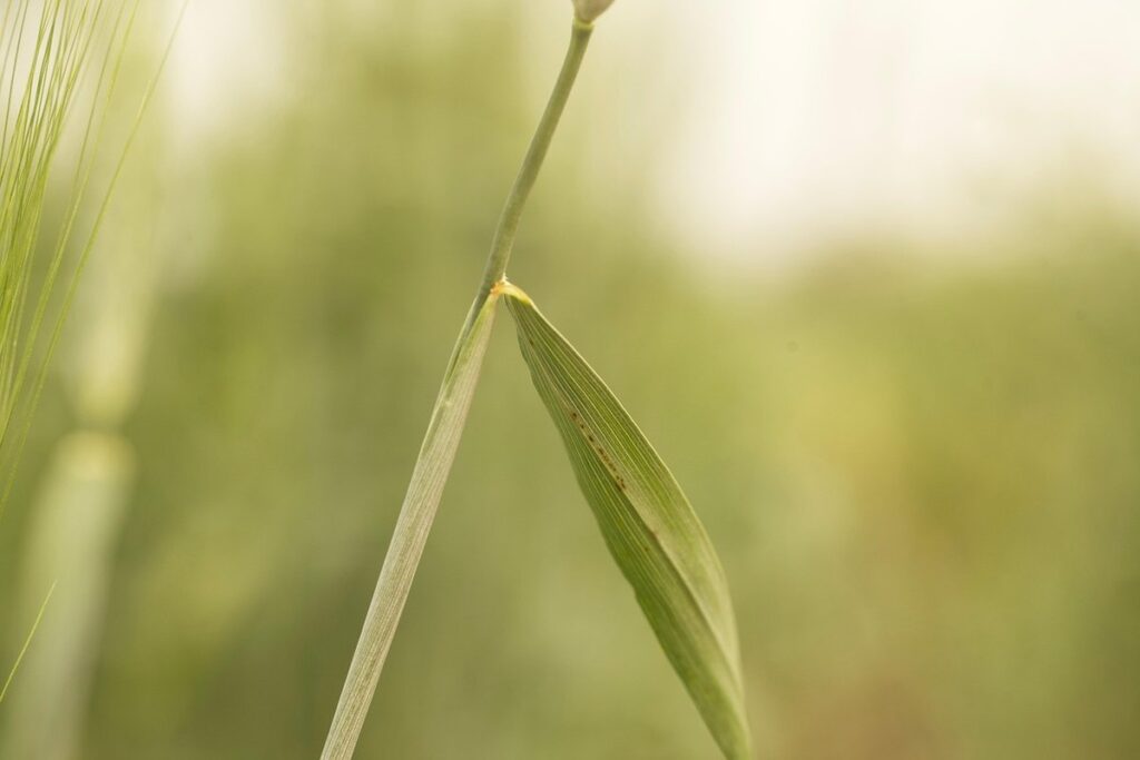 leaf rust fungal disease