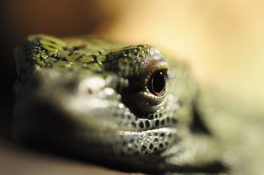 grass tailed lizards and grey tree frogs