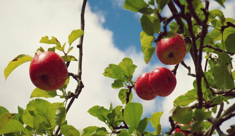 low maintenance fruit crops