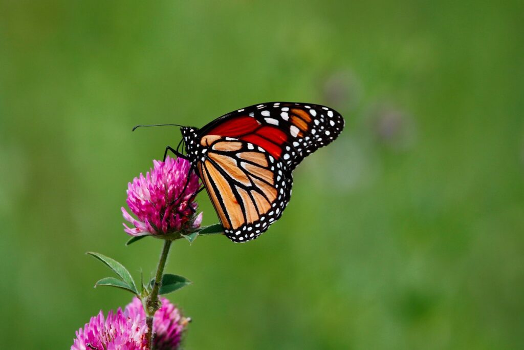 monarch butterfly friendly plants