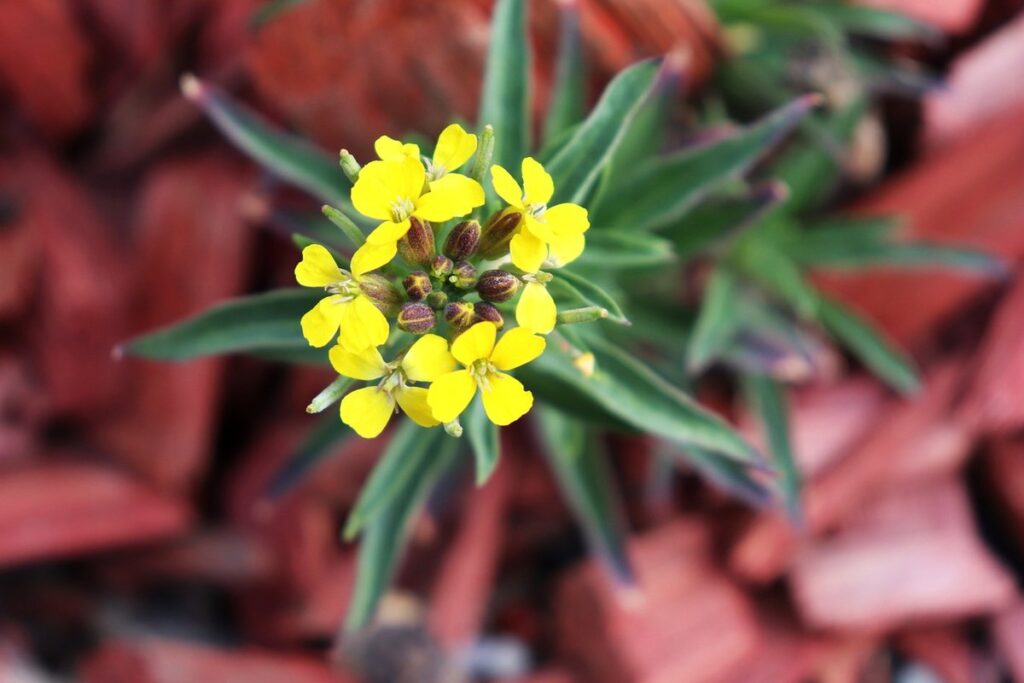 how to mulch perennials for winter