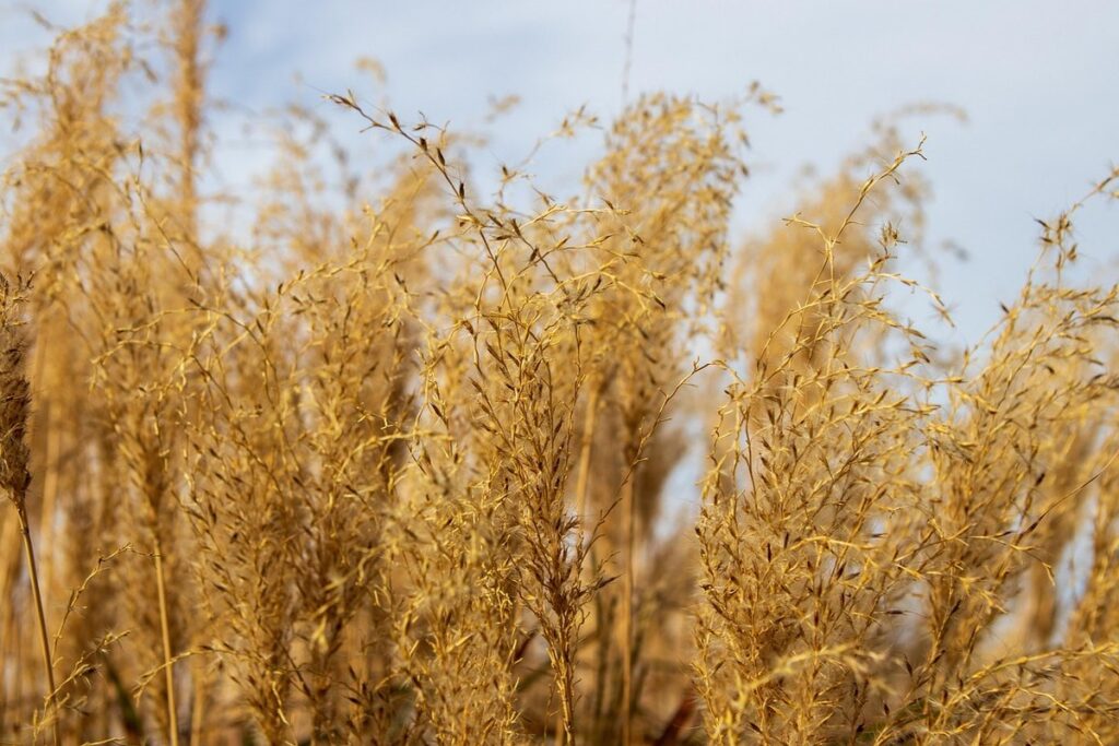 native grasses for gardens