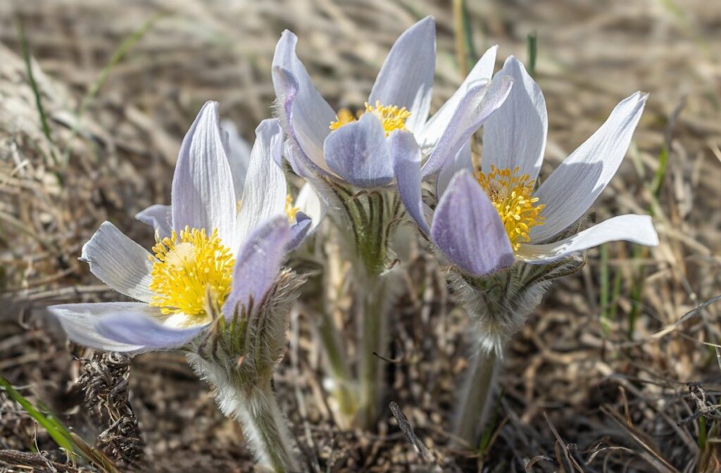 native prairie plants for gardens