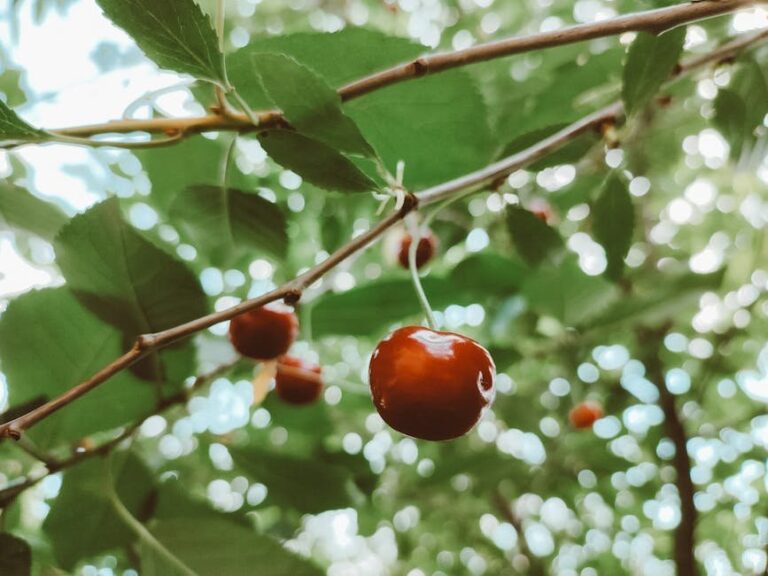 native sweet cherries species