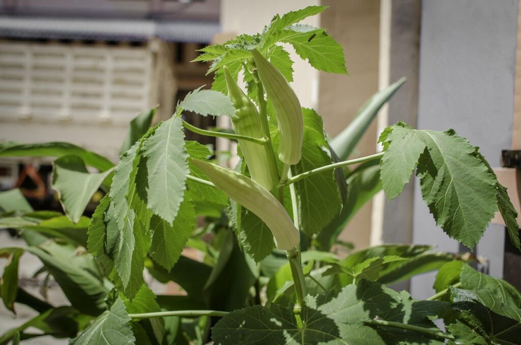 how to grow okra