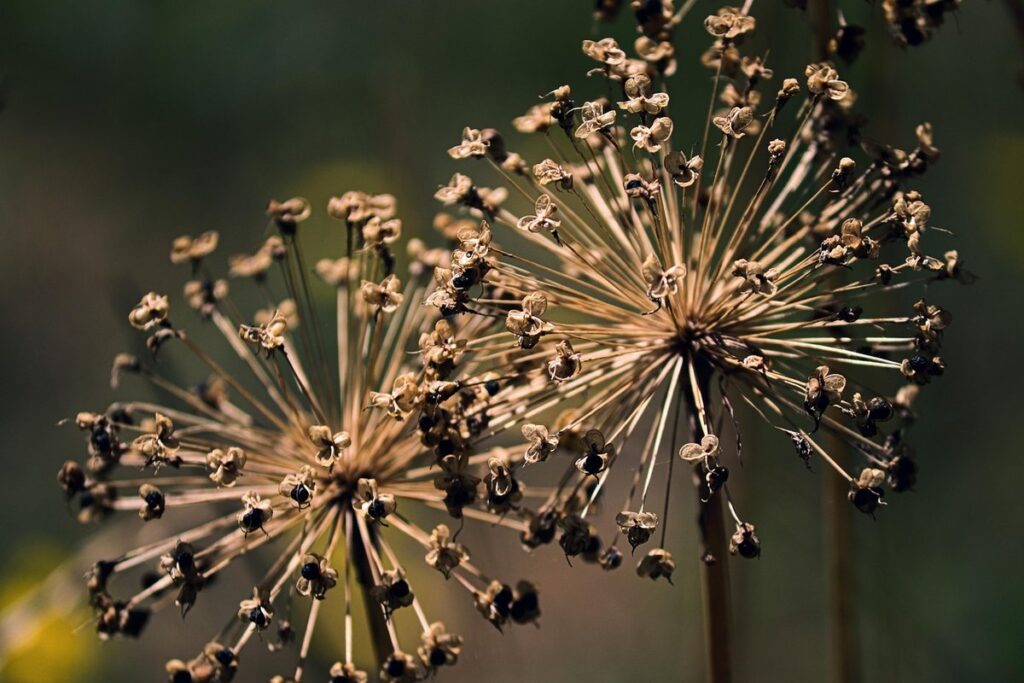 ornamental allium