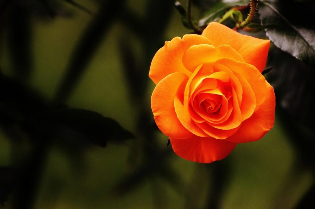 orange roses origin
