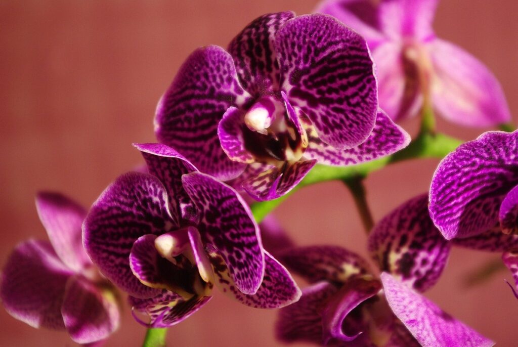 interesting facts about orchids