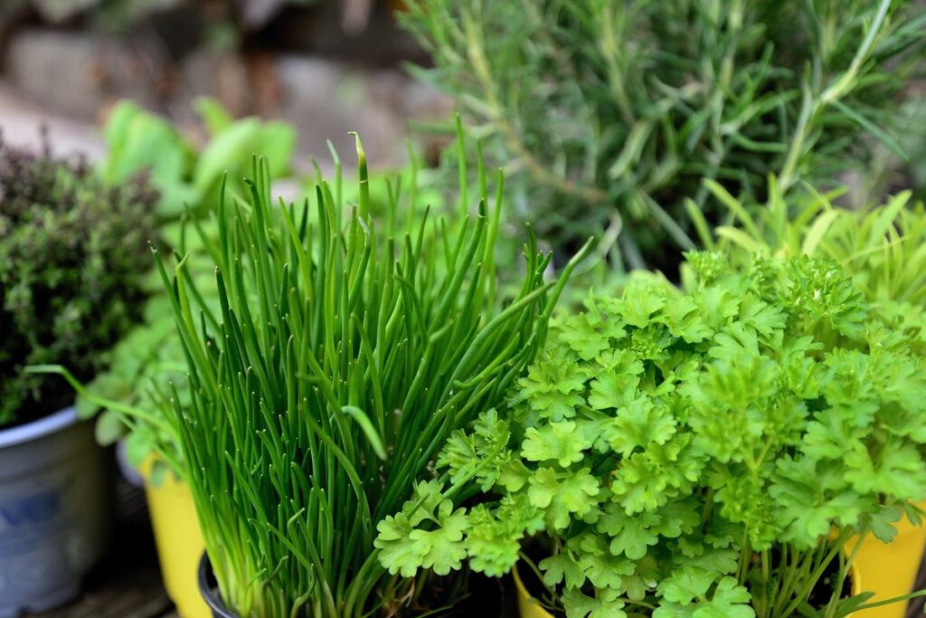 how to grow parsley
