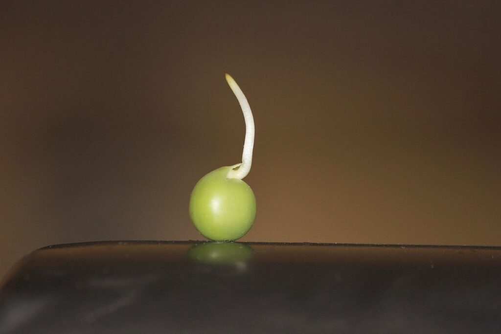 how to germinate peas