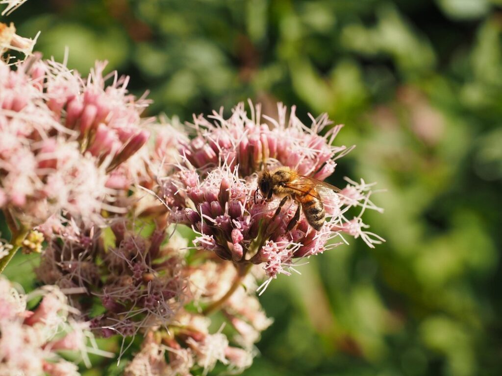 pepper plant pollination
