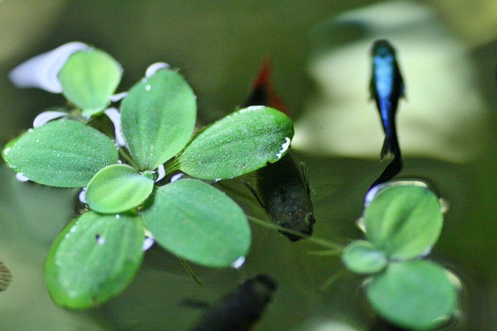 how to grow a plant in a fishbowl