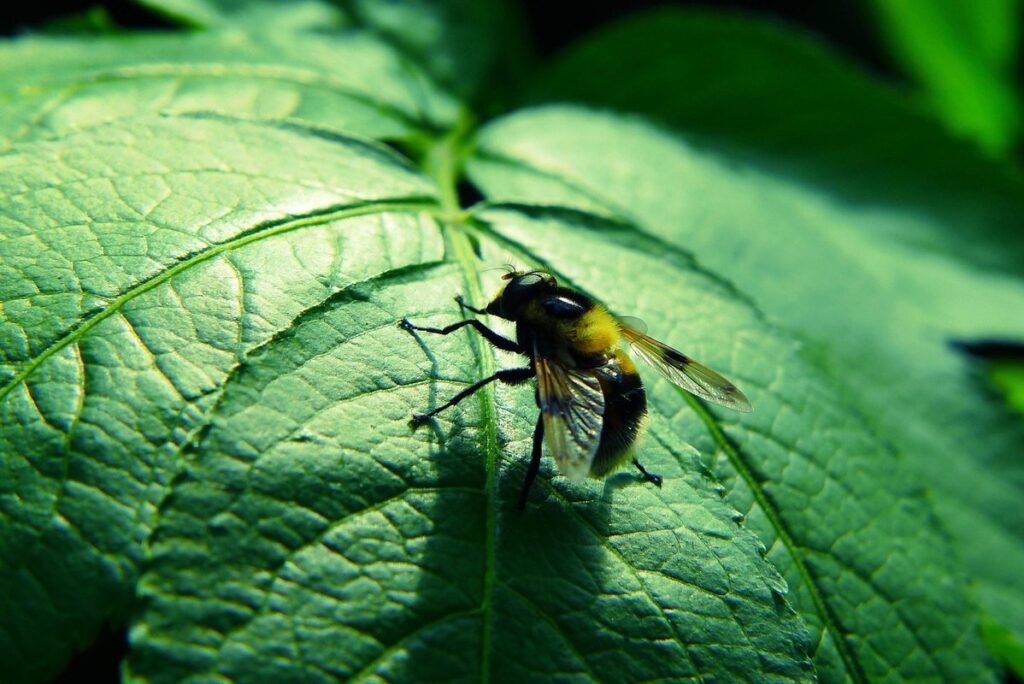 plants growing on a fish