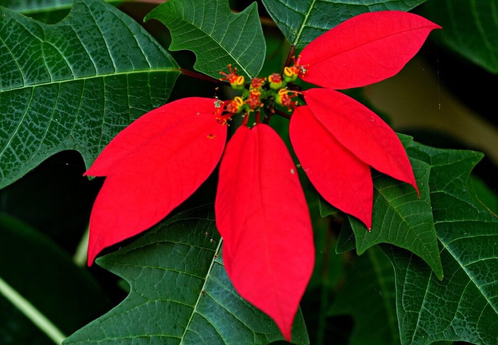 how long does it take to grow poinsettia from seed