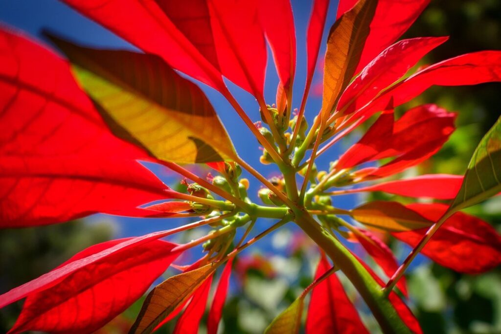 poinsettia tree