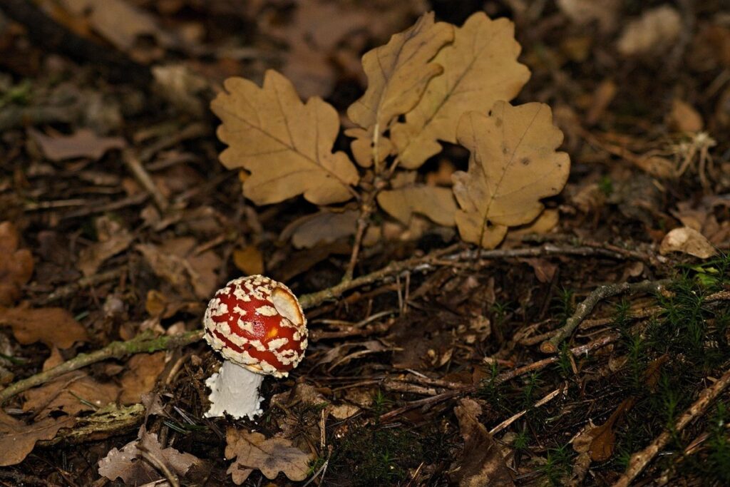 poison oak leaf fall