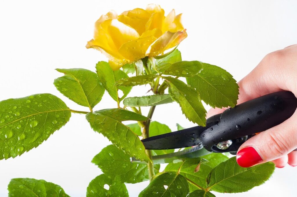 when to prune roses