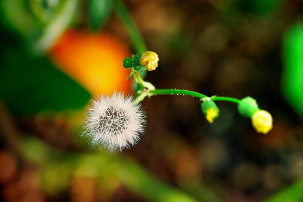 when to plant pumpkin seeds