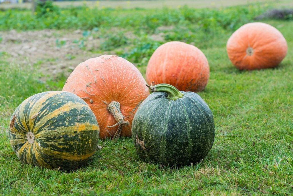 harvest pumpkins before frost